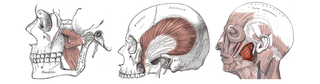 Illustration for article titled Are You a Nighttime Tooth Grinder? Here's How To Tell—And What to Do About It